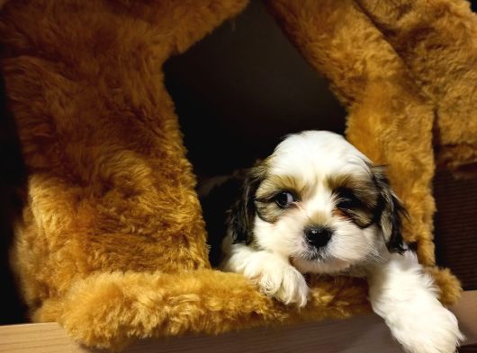 A Kalite Shihtzu Bebeklerimiz görsel