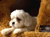 A Kalite Shihtzu Bebeklerimiz