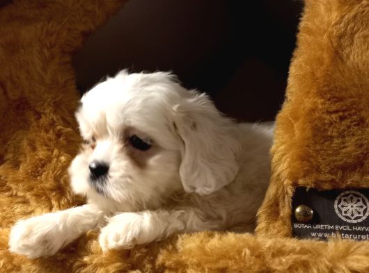 A Kalite Shihtzu Bebeklerimiz görsel
