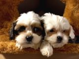 A kalite shihtzu bebeklerimiz