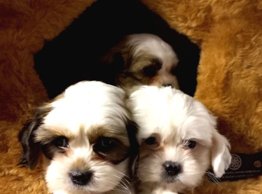 A Kalite Shihtzu Bebeklerimiz görsel