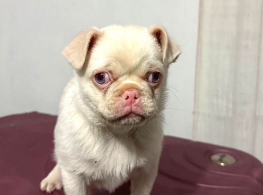 Pembe Burun Özel Irk Pug Mops Tek Yavru görsel