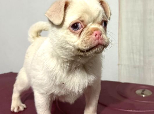 Pembe Burun Özel Irk Pug Mops Tek Yavru
