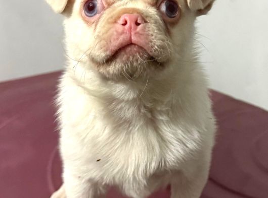 Pembe Burun Özel Irk Pug Mops Tek Yavru görsel
