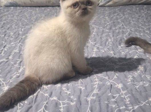 Ev Ortamında Büyümüş Colorpoint görsel