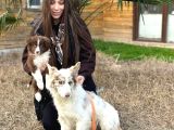 Premium Kalitede Border collie Yavruları