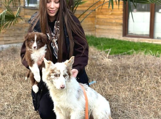Premium Kalitede Border Collie Yavruları