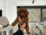 Poodle Yavrularimiz Hazir