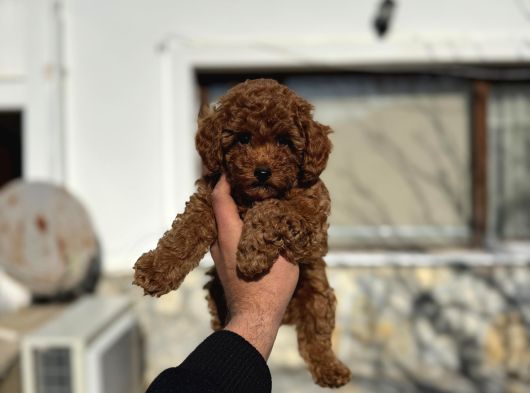 Poodle Yavrularimiz Hazir görsel