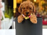 Türkiyenin en iddialı poodle bebeğiyle karşınızdayız