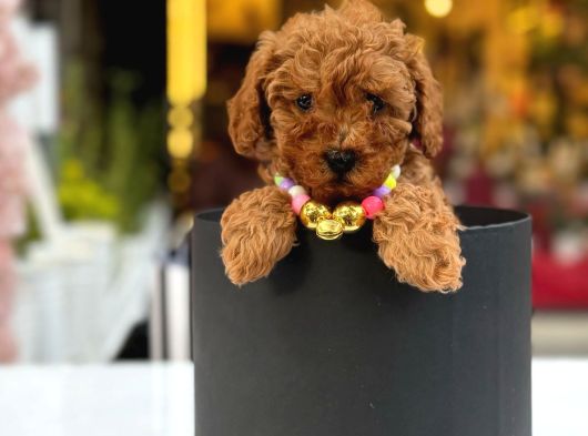 Türkiyenin En Iddialı Poodle Bebeğiyle Karşınızdayız