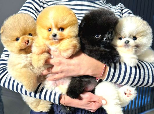 Pomeranian Boo Yavrular  Aynı Gün Gönderim görsel
