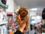Poodle Yavrularimiz Hazir
