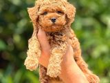 Toy poodle yavrumuz