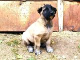 Her  İle İlçeye gönderim yapılır kangal