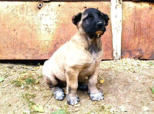 Her  İle İlçeye Gönderim Yapılır Kangal