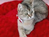 GOLDENTABYY BRİTİSH SHORTHAİR NY25