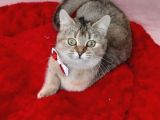 Goldentabyy Bri̇ti̇sh Shorthai̇r Ny25