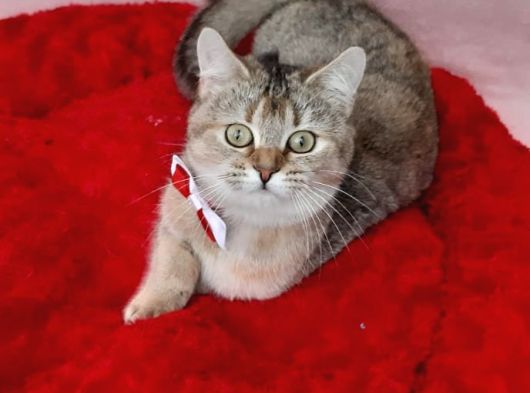 Goldentabyy Bri̇ti̇sh Shorthai̇r Ny25 görsel