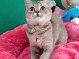 GOLDEN BRİTİSH SHORTHAİR