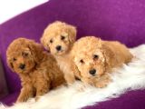 Full Orjinal Toy Poodle Bebekler