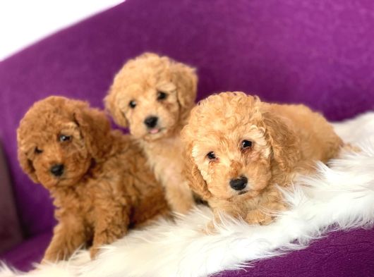 Full Orjinal Toy Poodle Bebekler