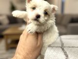 Türkiyenin En Güz Morkie Bebekleri