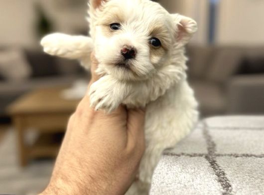 Türkiyenin En Güz Morkie Bebekleri görsel