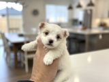 Türkiyenin En Güz Morkie Bebekleri