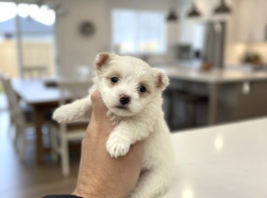 Türkiyenin En Güz Morkie Bebekleri görsel
