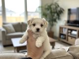 Türkiyenin En Güz Morkie Bebekleri