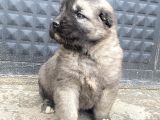 Her  İle İlçeye Gönderim Yapılır Kangal