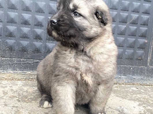 Her  İle İlçeye Gönderim Yapılır Kangal görsel