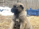 Her  İle İlçeye Gönderim Yapılır Kangal