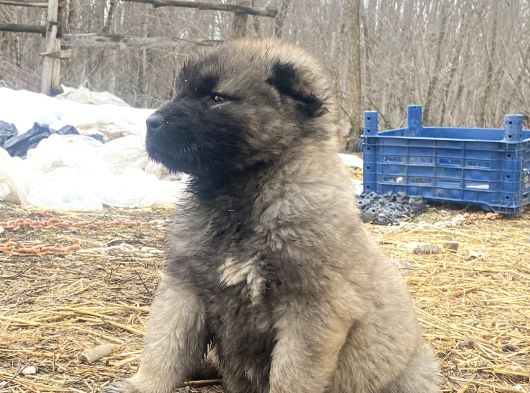 Her  İle İlçeye Gönderim Yapılır Kangal görsel
