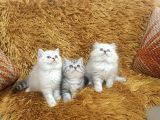 Kusursuz Brti̇sh Shorthai̇r Yavrular