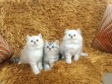 KUSURSUZ BRTİSH SHORTHAİR YAVRULAR