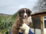 Premium Kalitede Border Collie Yavruları