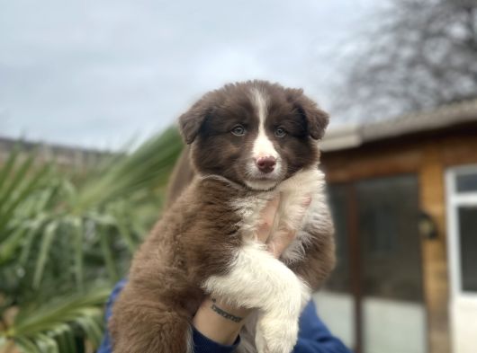 Premium Kalitede Border Collie Yavruları görsel