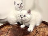 Safkan Oyuncu British Blue Point Bebeği̇m