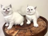 Safkan Oyuncu British Blue Point Bebeği̇m