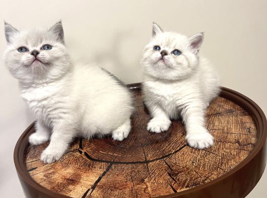 Safkan Oyuncu British Blue Point Bebeği̇m görsel