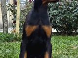 Europan King Kalın Estetikli Doberman
