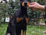 Europan King Kalın Estetikli Doberman