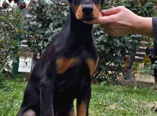 Europan King Kalın Estetikli Doberman görsel
