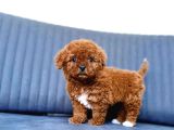 Kali̇teli̇ Malti̇poo Yavrularimiz
