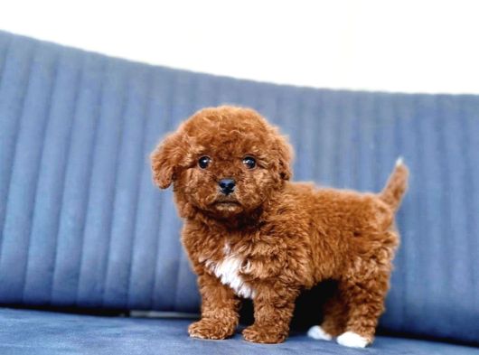 Kali̇teli̇ Malti̇poo Yavrularimiz görsel
