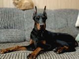 Europan king kalın estetikli doberman