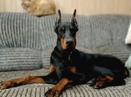 Europan King Kalın Estetikli Doberman