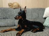 Europan King Kalın Estetikli Doberman